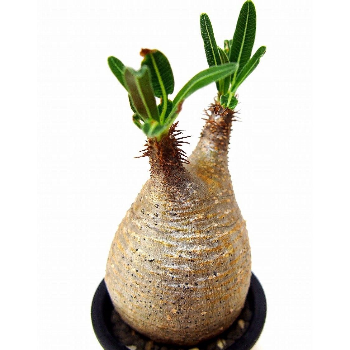 パキポディウム グラキリス Pachypodium gracilius ⑦ Pachypodium Gracilius パキポディウム グラキリス №7 little