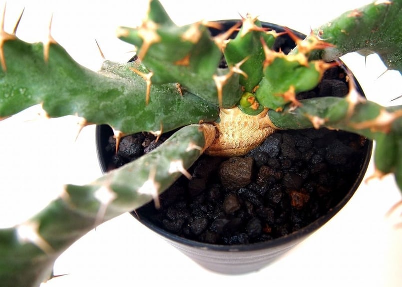 ユーフォルビア ウムフォロジエンシス Euphorbia umfoloziensis | ma