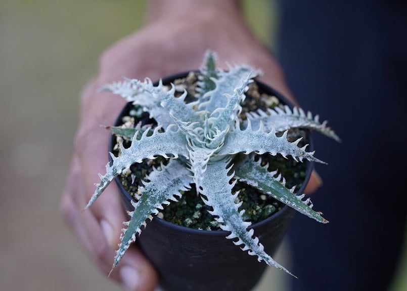 Dyckia mountain of needles | mana's farm:塊根植物・ア
