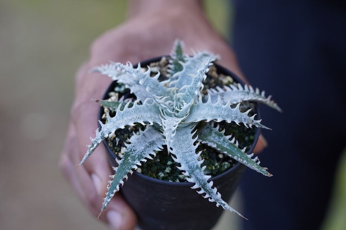 山採り 野生株 ディッキア Dyckia fosteriana Senges ⑴ 【公式通販】