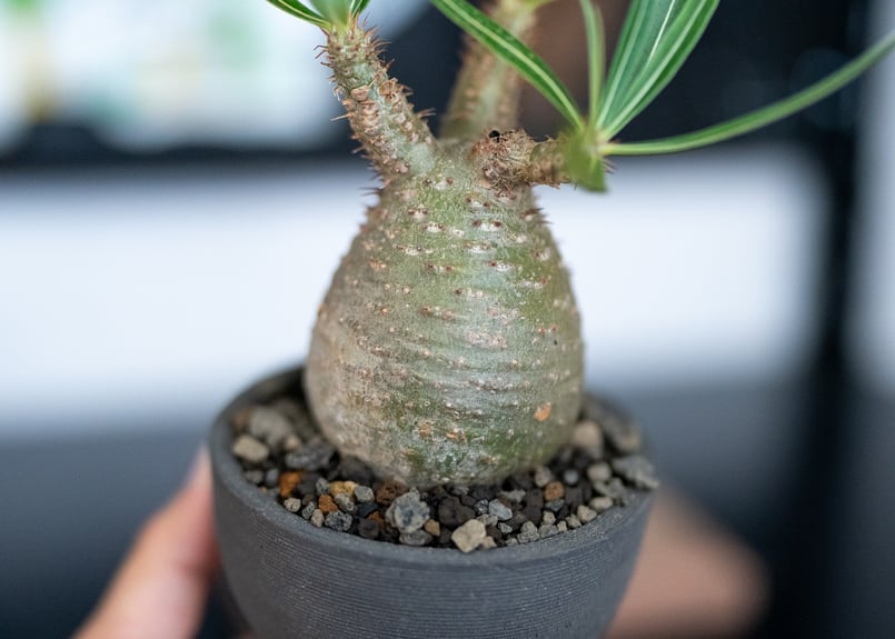 パキポディウム グラキリス 沖縄管理株 | mana's farm:塊根植物