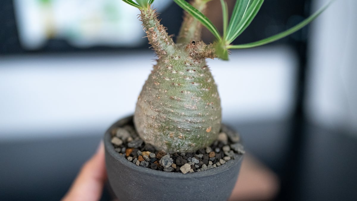 パキポディウム グラキリス 沖縄管理株 | mana's farm:塊根植物