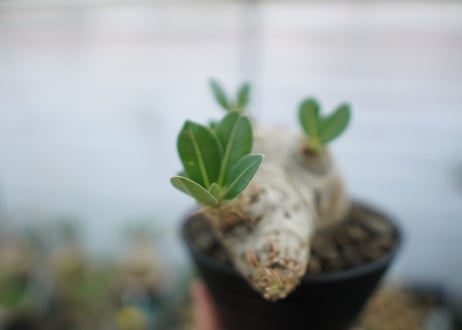 パキポディウム　エブレネウム　Pachypodium eburneum　No.2