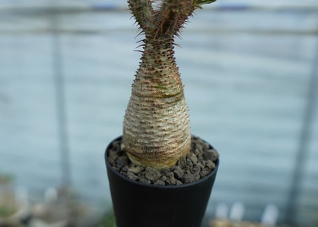 パキポディウム　グラキリス　 Pachypodium Gracilius
