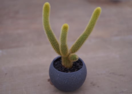サボテン　金毛柱　Pilosocereusleucocephalus