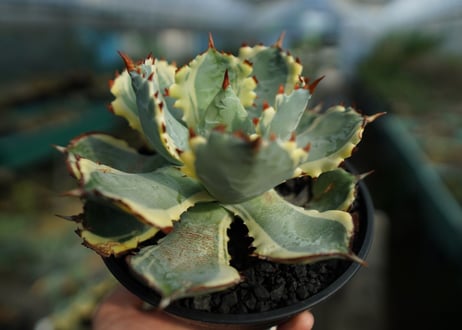 アガベ　兜蟹錦　連棘　Agave isthmensis “Kabutogani” variegata  No.5