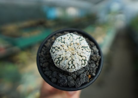 アストロフィツム　スーパー兜 Astrophytum asterias 'Super Kabuto'