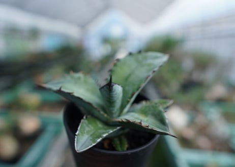 アガベ　チタノタ　ブルー　Agave Titanota Blue　No.3