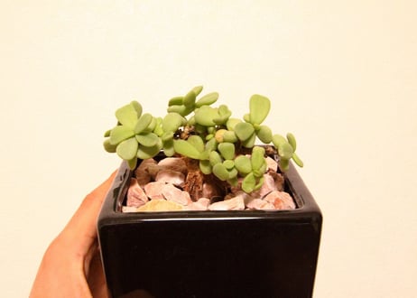ケラリア　ピグマエア　ceraria pygmaea