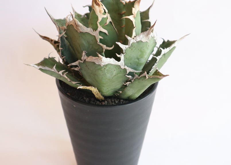 アガベ チタノタ シエラミクスティカ no.2 | mana's farm:塊根植物