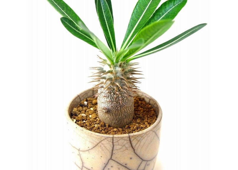 Pachypodium densiflorum パキポディウム デンシフローラム シバ女王の