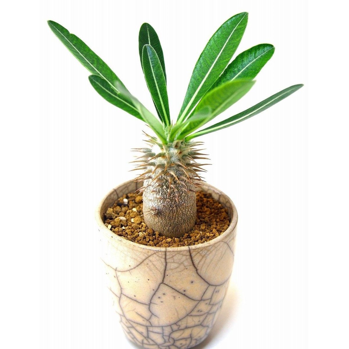 Pachypodium densiflorum パキポディウム デンシフローラム シバ女王の