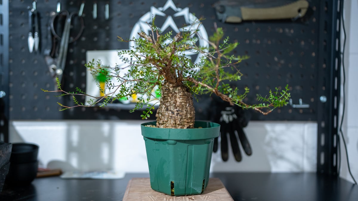 オペルクリカリア パキプス 沖縄で管理後1年 No.1 | mana's farm:塊根