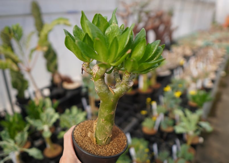 極太　チレコドン　パニクラーツス　阿房宮　冬型コーデックス　塊根植物 観葉植物 fit=scale-down,w=1200