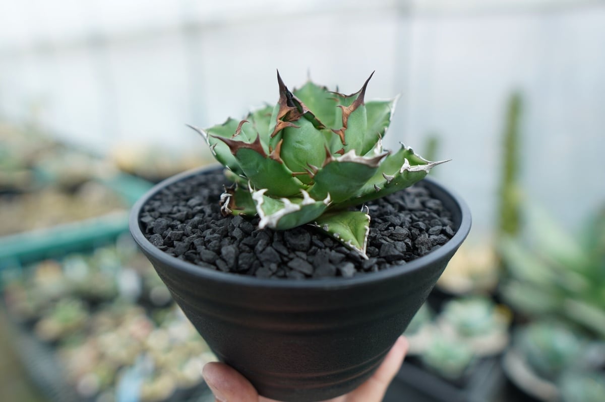 アガベ チタノタ 姫厳竜 Agave titanota dwarf No.3 | mana's アガベ チタノタ 姫厳竜 Agave titanota dwarf No.3 | mana's