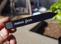 アガベ パリー トランカータ Agave parryi truncata huntington