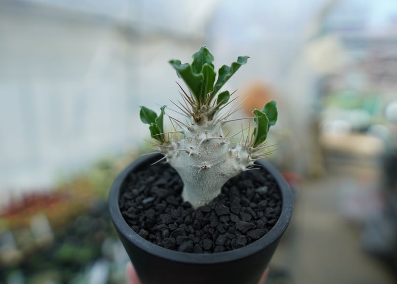 パキポディウム サンデルシー Pachypodeium saundersii No.3 |