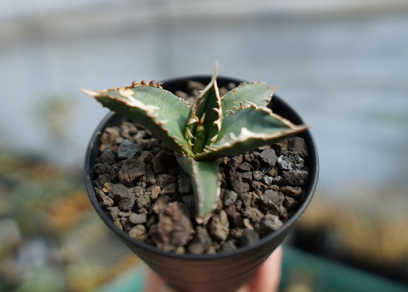 アガベ チタノタ 狼人 agave titanota 