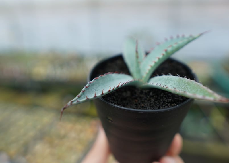 アガベ 屈原の舞扇 Agave 'Kutsugen no Maiougi' | mana's