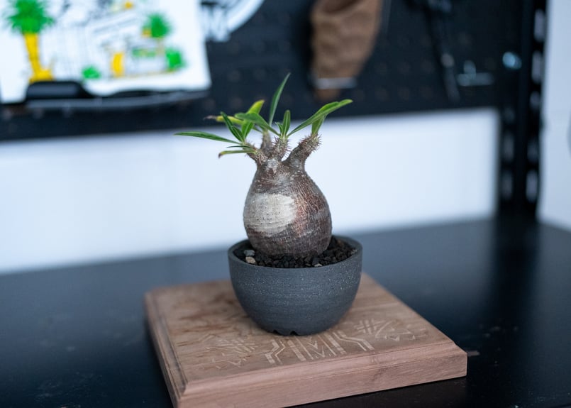 パキポディウム グラキリス 沖縄管理株 | mana's farm:塊根植物