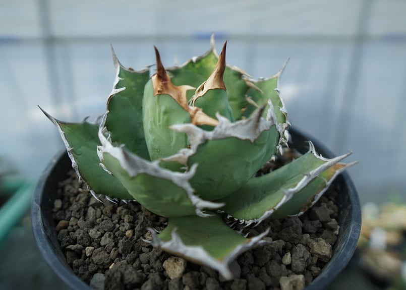 羅本製所 ROBINCERAMICSTUDIO kaiju farm アガベ 羅本製所