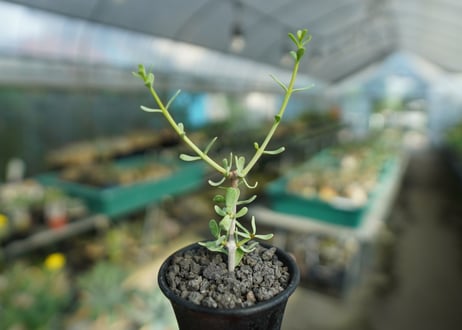 ケラリア フルチコーサ　Ceraria fruticosa