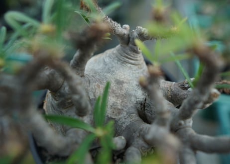 パキポディウム　グラキリス　 Pachypodium Gracilius　No.3