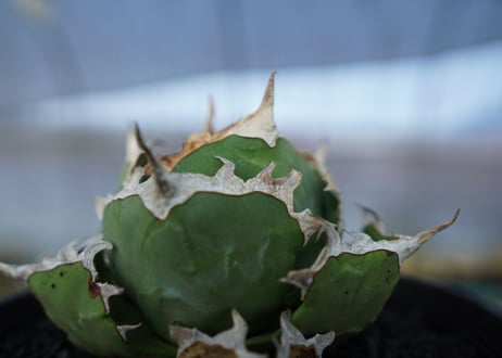 アガベ　チタノタ　螃蟹　Agave Titanota crab