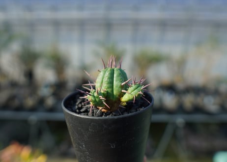 ユーフォルビア　フェロックス　Euphorbia ferox