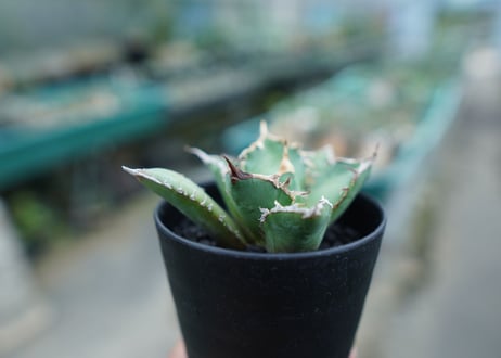アガベ　チタノタ　白鯨　Agave titanota White whale　No.2
