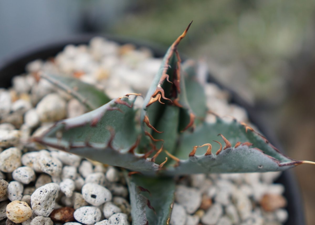 アガベ ハイブリット チタノタ×マルガリータ No.2 | mana's farm:塊根