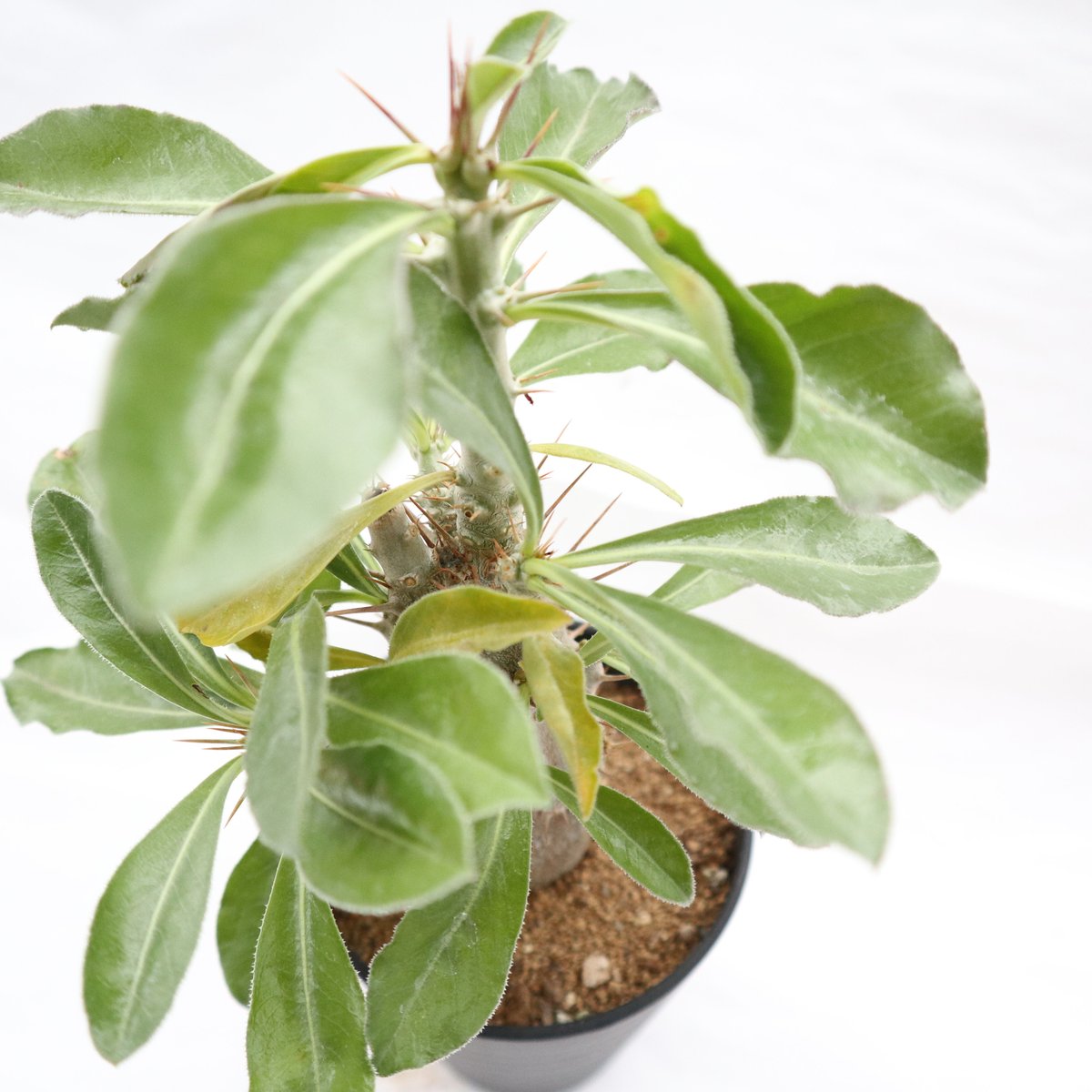 パキポディウム サンデルシー 国内実生 | mana's farm:塊根植物