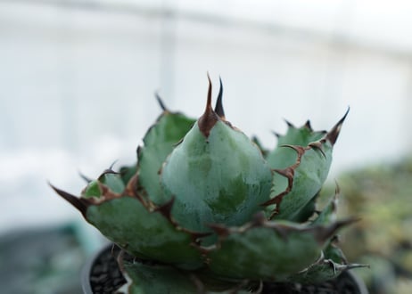 アガベ　チタノタ　 ブラックアンドブルー 　Agave titanota black and blue　NO.4