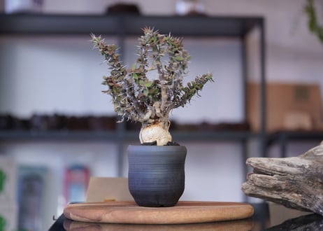 Euphorbia　beharensis