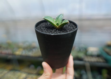 アガベ　チタノタ　FO-76　agave titanota  FO-76　No.4