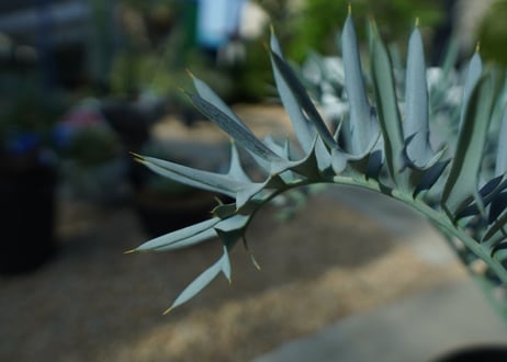 エンセファラルトス　 ホリダス　Encephalartos horridus
