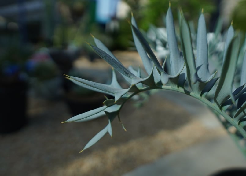 エンセファラルトス ホリダス Encephalartos horridus | mana's