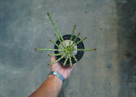 ユーフォルビア デシドゥア　Euphorbia decidua