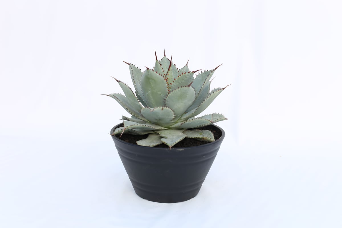 Agave Dragon Toes №2 | mana's farm:塊根植物・アガベ・ドラ