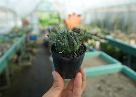 ユーフォルビア　スーパーバリダ　Euphorbia super valida  No.6