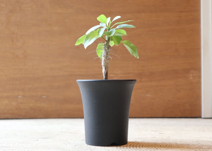 フォークイエリア ディグエッティ < a > | mana's farm:塊根植物