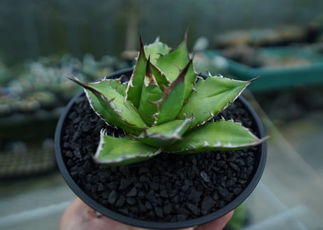 アガベ　チタノタ　Agave titanota　No.9
