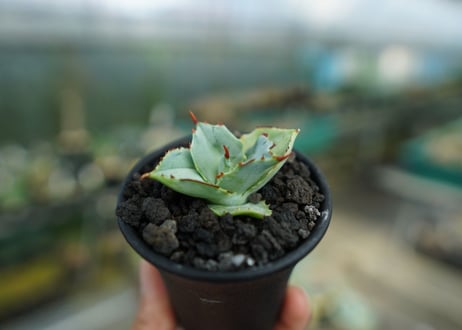アガベ　兜蟹　Agave isthmensis “Kabutogani”　No.1