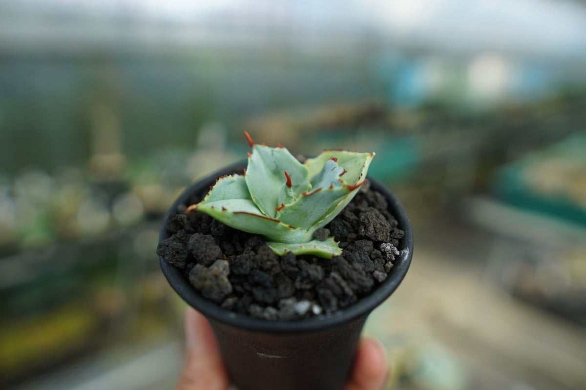 アガベ 兜蟹 Agave isthmensis “Kabutogani” No.1 | man