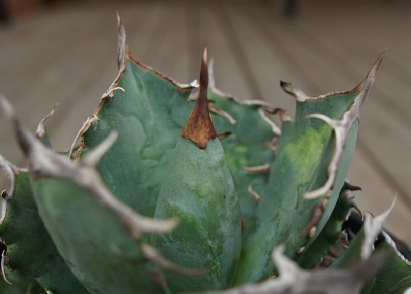 agave titanota FO76 強棘type | mana's farm:塊根植物・ア