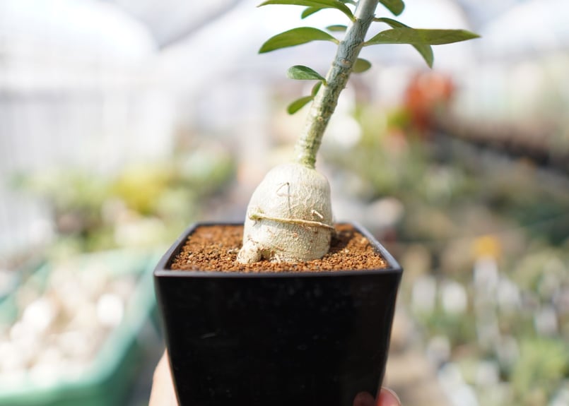 塊根植物 パキポディウムビスピノーサム Amazon｜【現品限り】パキポディウム・ビスピノーサム【H50