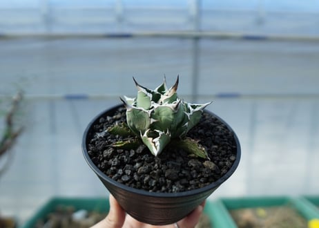 アガベ　チタノタ　FO-76　Agave titanota FO-76　No.1