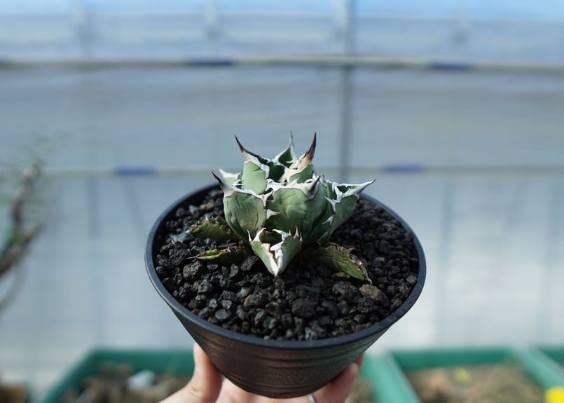 アガベ チタノタ FO-76 Agave titanota FO-76 No.1 | mana アガベ チタノタ FO-76 Agave titanota FO-76 No.1 | mana
