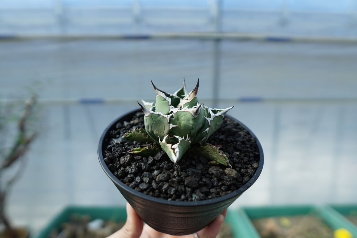 アガベ チタノタ FO-76 Agave titanota FO-76 No.1 | mana