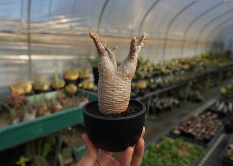 パキポディウム　グラキリス　 Pachypodium Gracilius  No.8